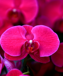 Orquideas
